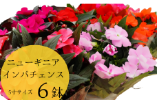【 6鉢 】ニューギニアインパチェンス 花 生花