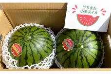 【２玉セット】やちまた「 小玉すいか 」スイートキッズ  スイカ すいか 西瓜 八街スイカ ちばエコ野菜 減農薬 減化学肥料 冷蔵庫に入るサイズ