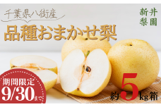 ＼品種おまかせ／ 梨 5kg 豊水 新高 あきづき 新興 にっこり 新井梨園 9月30日まで 申込受付中 ！ 先行予約 なし 豊水梨 新高梨 ナシ 千葉  季節  フルーツ 果物   くだもの 旬 千葉県 特選 ギフト  食べ比べ 糖度  和梨 八街