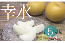 ＼数量限定／ 幸水 5㎏ 土屋梨園 申込受付中 なし ナシ みずみずしい 千葉県産 期間限定 8月上旬から順次発送 先行予約 先行予約フルーツ