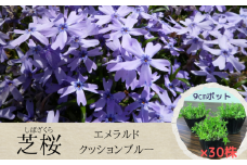 芝桜 3号ポット × 30株 入り［ エメラルドクッションブルー ］花苗 グランドカバー シバザクラ おおえどポカポカファーム