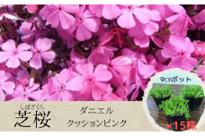 芝桜 3号ポット × 15株 入り［ ダニエルクッションピンク ］花苗 グランドカバー シバザクラ おおえどポカポカファーム