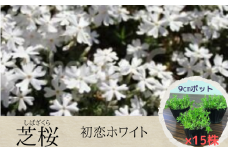 芝桜 3号ポット × 15株 入り［ 初恋ホワイト ］花苗 グランドカバー シバザクラ おおえどポカポカファーム