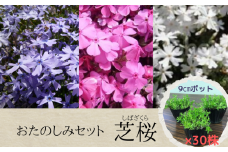 芝桜 3号ポット × 30株 入り［ どの品種が来るかお楽しみ ］花苗 グランドカバー シバザクラ おおえどポカポカファーム