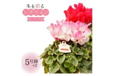 シクラメン 5号鉢 × ２鉢 2025年シーズン 先行予約 赤・ピンク系 冬の花 鉢花クリスマス 冬のガーデニング フラワーガーデン斉藤 花農家直送 千葉県八街市