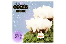 シクラメン 5号鉢 × ２鉢 2025年シーズン 先行予約 ホワイト系  冬の花 鉢花クリスマス 冬のガーデニング フラワーガーデン斉藤 花農家直送 千葉県八街市
フラワーガーデン斉藤