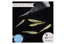 【グリーンティアラ】美しき 改良めだか（２ペア＋死着保証１匹）  メダカ めだか めだか屋らん
