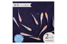【月弓（つくゆみ）】美しき 改良めだか （２ペア＋死着保証１匹）  メダカ めだか めだか屋らん