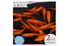 【紅帝ラメ】美しき 改良めだか （２ペア＋死着保証１匹） メダカ めだか めだか屋らん