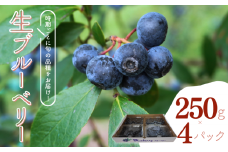 ＼ 先行予約 ／ 生ブルーベリー 250g × 4パック 八街市 ブルーベリー 果物 フルーツ ブルーベリー冷蔵 ブルーベリー大粒