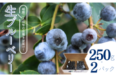 ＼ 先行予約 ／ 生ブルーベリー 250g × 2パック 八街市 ブルーベリー 果物 フルーツ ブルーベリー冷蔵 ブルーベリー大粒