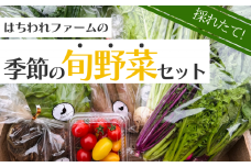 ＼ 産地直送 ／ 旬の 野菜セット （7～10品） はちわれファーム 八街 千葉 野菜 やさい 旬の野菜詰め合わせ 野菜詰め合わせ