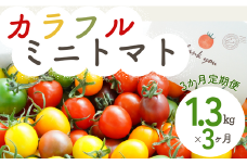 【3か月定期便】げんき農場のカラフルミニトマト 1.3kg×3回