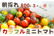 【3か月定期便】げんき農場のカラフルミニトマト 800g×3回