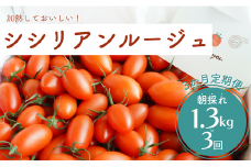 【3か月定期便】げんき農場の朝採れシシリアンルージュ 1.3kg×3回