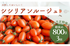 【3か月定期便】げんき農場の朝採れシシリアンルージュ 800g×3回
