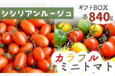 【ギフトBOX】げんき農場の朝採れシシリアンルージュ840g＋朝採れカラフルミニトマト840g　計1.68kg 1パック280g ６パック入り 食べ比べ