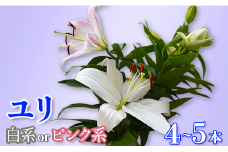 ユリ（4～5本） 白・ピンク系 ゆり 百合 花 つぼみのまま 生花 八街 千葉