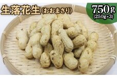 落花生 掘りたて 生落花生 「 おおまさり 」750g （250g×3袋） 先行予約 2025年産 八街産落花生 八街市産 千葉県産 緑川商店 