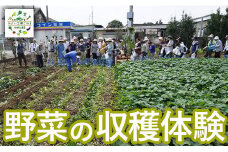野菜の収穫体験
