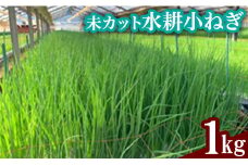 未カット水耕小ねぎ1kg