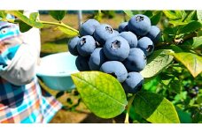生ブルーベリー　1kg（250g×4パック）
