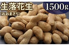 落花生 千葉八街産 古谷さんの手もぎ生落花生/おおまさり 1.5kg （ゆで落花生用） 先行予約 2025年産