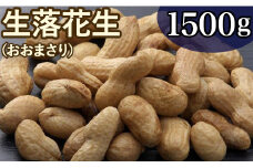 落花生 千葉八街産 古谷さんの手もぎ生落花生/おおまさり 1.5kg （ゆで落花生用） 先行予約 2025年産