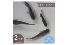 【ブラックダイヤ】美しき 改良めだか（２ペア+死着保証１匹）メダカ めだか