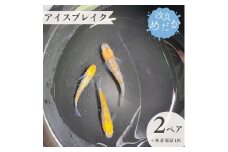 【アイスブレイク】美しき 改良めだか （２ペア+死着保証１匹） メダカ めだか めだか屋らん
