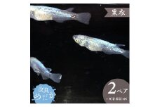 【黒衣】美しき 改良めだか （２ペア+死着保証１匹） メダカ めだか めだか屋らん