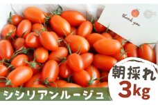 【 3kg 】げんき農場の朝採れ シシリアンルージュ ｜ トマト ミニトマト とまと 八街 千葉 トマト 3kg