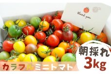 【 3kg 】げんき農場の カラフルミニトマト ｜ トマト ミニトマト トマト 3kg 八街 千葉 渡辺パイプ 朝どれ