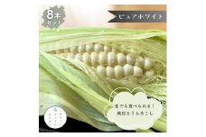 生でも食べれる！もはやスイーツ♪の 純白とうもろこし 8本入り 白とうもろこし 朝採りとうもろこし スイートコーン ピュアホワイト