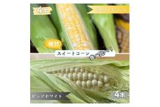 ドルチェとホワイト夢の競演！話題の2品種食べ比べ8本入り バイカラーとうもろこし 黄とうもろこし 白とうもろこし 朝採りとうもろこし スイートコーン ドルチェドリーム ピュアホワイト