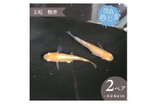 【王妃 極赤】美しき 改良めだか（２ペア+死着保証１匹）メダカ めだか めだか屋らん 
