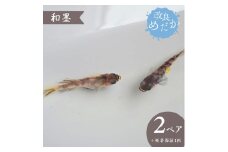 【和墨】美しき 改良めだか（２ペア+死着保証１匹）メダカ めだか めだか屋らん 