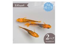 【五式typeR】美しき 改良めだか（２ペア+死着保証１匹）メダカ めだか めだか屋らん 
