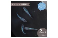 【サファイア背鰭無し】美しき 改良めだか（２ペア+死着保証１匹）メダカ めだか めだか屋らん 