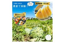 スイカ収穫体験 & 夏野菜BBQ ランチ付き 千葉県八街市 1日限定5組 1家族4名までOK  金色スイカ「 金色羅皇 」収穫体験　農家で過ごす特別な夏休み ちばエコ野菜認証ファーム グリーンファーム落合