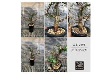 コミフォラ ハベシニカ _6  X-PLANTS 珍奇植物 ビザールプランツ 塊根植物  