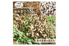 八街産落花生 先行予約 おおまさり 掘りたて直送 生落花生 2kg  2025年産  八街市産 落花生 千葉県産 新井梨園  産地直送 
