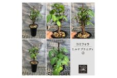コミフォラ ミルドブラエディ _2_3  X-PLANTS 珍奇植物 ビザールプランツ 塊根植物  