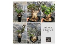 コミフォラ シクロフィラ _1_2  X-PLANTS 珍奇植物 ビザールプランツ 塊根植物  