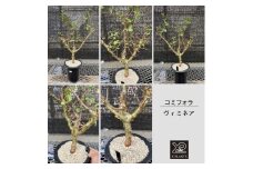 コミフォラ ヴィミネア _0_1  X-PLANTS 珍奇植物 ビザールプランツ 塊根植物  