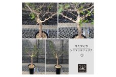 コミフォラ シンプリキフォリア _1_2 X-PLANTS 珍奇植物 ビザールプランツ 塊根植物  