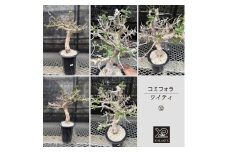 コミフォラ ワイティ_12_13_14 X-PLANTS 珍奇植物 ビザールプランツ 塊根植物  