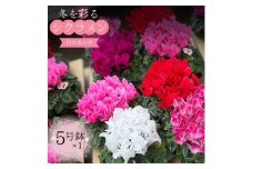 シクラメン 5号鉢 × 1鉢 2025年シーズン 先行予約 色はおまかせ おまかせ 冬の花 鉢花クリスマス 冬のガーデニング フラワーガーデン斉藤 花農家直送 千葉県八街市
