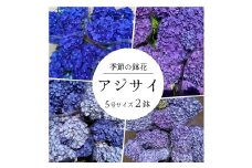 アジサイ 5号鉢 × 2鉢 ［ ブルー系 ］2026年シーズン 先行予約 あじさい 紫陽花 5寸サイズ 母の日 ガーデニング フラワーガーデン斉藤 花農家直送 千葉県八街市