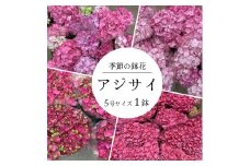 アジサイ 5号鉢 × 1鉢 ［ ピンク系 ］2026年シーズン 先行予約 あじさい 紫陽花 5寸サイズ 母の日 ガーデニング フラワーガーデン斉藤 花農家直送 千葉県八街市